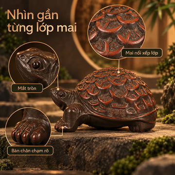 Trà sủng · Rùa Kim Tiền